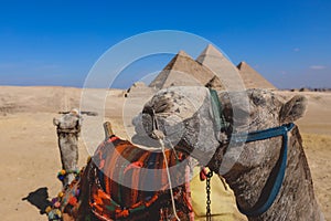 Amazing View to the One of the Wonders of the Ancient World - Great Pyramids of Giza with Camels and Bedouins