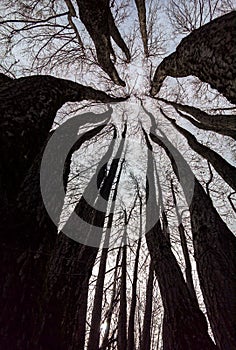 Amazing view of trees from below