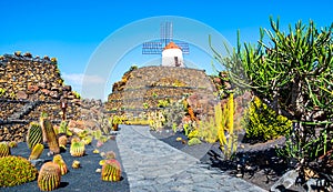 Amazing view of tropical cactus garden Jardin de Cactus in Guatiza village. Location: Lanzarote, Canary Islands, Spain. Artistic photo