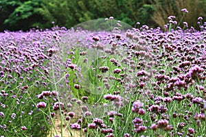 Amazing view of verbena flowers blooming in the garden