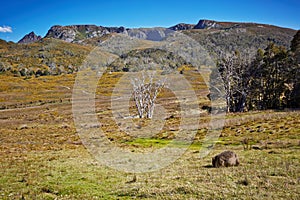 Amazing view with wombat eating grass