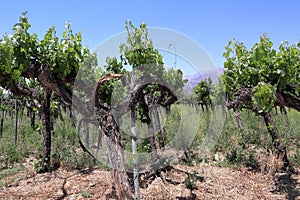 Amazing vineyards at Cafayate, Argentina, on November, 2022