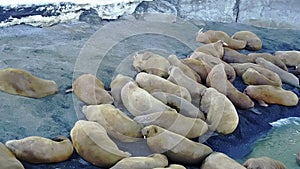 Amazing walruses oncoast and water of Arctic Ocean aero view on New Earth.