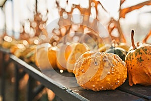 Amazing warty pumpkins on wooden table in farm.