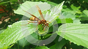 Amazing Wasp Insect
