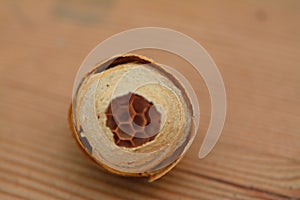 Amazing wasps nest showing tiny cells photo