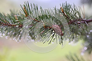 Amazing water drops on the green pine needles, closeup shot