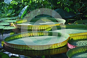 Amazing water lily leaves - victoria amazonica seen in the botanical garden of the Oxford University