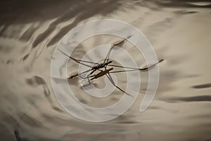 Amazing water skipper bugs floating on the water. The Gerridae are a family of insects in the order Hemiptera, commonly known as w