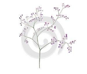 Amazing watercolor illustration of violet little flowers on branches for beautiful design on white isolated background