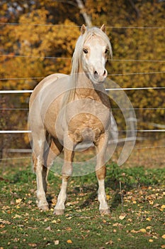 Amazing welsh mountain pony stallion in autumn