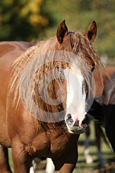 Amazing western horse on the pasturage