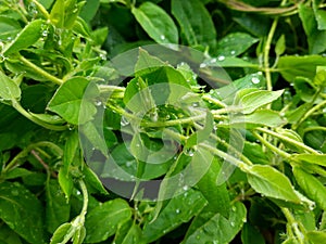 amazing wet leaves after rain, spring vegetation with water drops