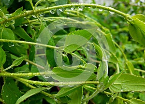 amazing wet leaves after rain, spring vegetation with water drops