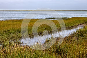 The amazing wetlands of New Jersey