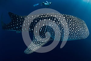 Amazing whale shark and young woman in ocean. Freediver girl explores marine life