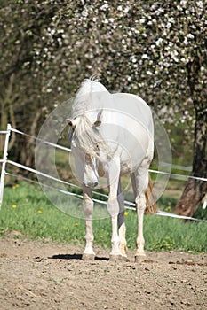 Amazing white andalusian mare