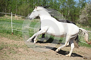 Amazing white andalusian mare