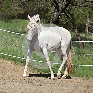 Amazing white andalusian mare