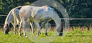 Amazing white horse on a lush green meadow