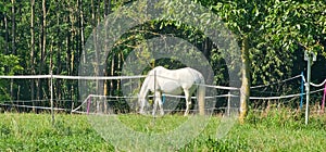 Amazing white horse on a lush green meadow