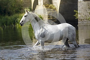 Amazing white horse walking in the river in Lugo, Spain