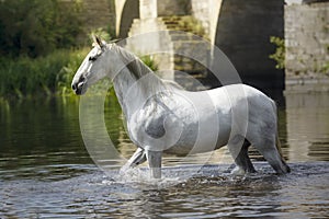 Amazing white horse walking in the river in Lugo, Spain photo