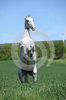 Amazing white lipizzaner prancing in spring