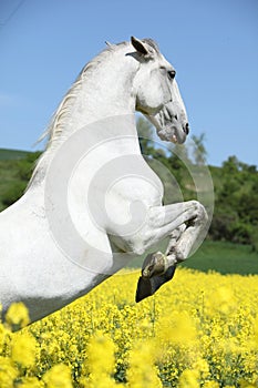 Amazing white lipizzaner prancing in spring