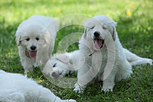 Amazing white puppies of Slovakian chuvach lying in the grass