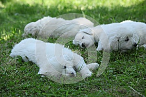 Amazing white puppies of Slovakian chuvach lying in the grass