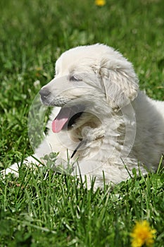 Amazing white puppy of Slovakian chuvach lying in the grass