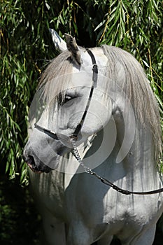 Amazing white shagya arab in nature