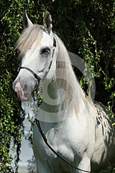 Amazing white shagya arab in nature