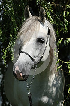 Amazing white shagya arab in nature