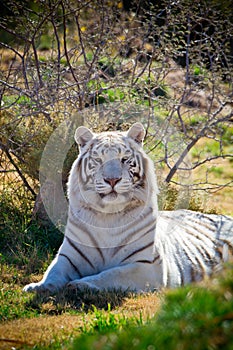 Amazing white tiger in the brush