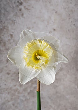Amazing white and yellow daffodil \'Ice Follies\' flower. Beautiful spring floristic arrangement.