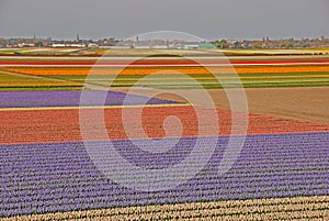 Amazing Wide Fields of Tulips beyond a Town photo