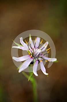 Amazing wild flower background fine art in high quality prints products