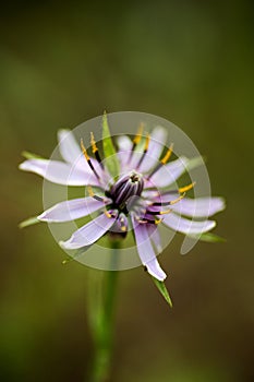 Amazing wild flower background fine art in high quality prints products Canon 5DS - 50,6 Megapixels photo