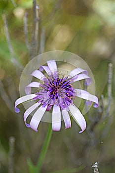 Amazing wild flower background fine art in high quality prints products Canon 5DS - 50,6 Megapixels photo