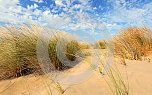 amazing wild landscape with bushes and fine sand dunes with blue