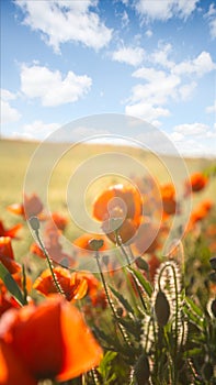 Amazing wild red summer poppies in wheat field