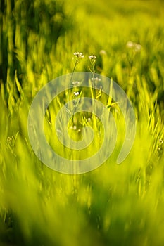 Amazing wild white flowers among the spring green grass in sunny day