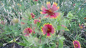 Amazing wildflowers on the praire photo