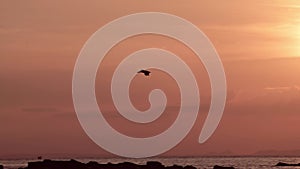 Amazing Wildlife of Costa Rica, Bird Flying Past Sun, Brown Pelican (pelecanus occidentalis) In Flig