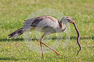 Amazing wildlife image. Animal hunting. Bird of prey attacking s