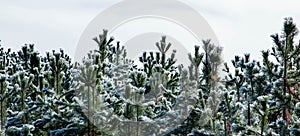 amazing winter landscape with fog and frosty trees in  Romania