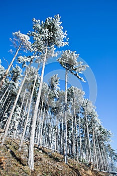 amazing winter landscape with fog and frosty trees in  Romania