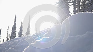 Amazing winter landscape with high spruces and drifts, snow, lens flare effects during snowfall in mountains. slow